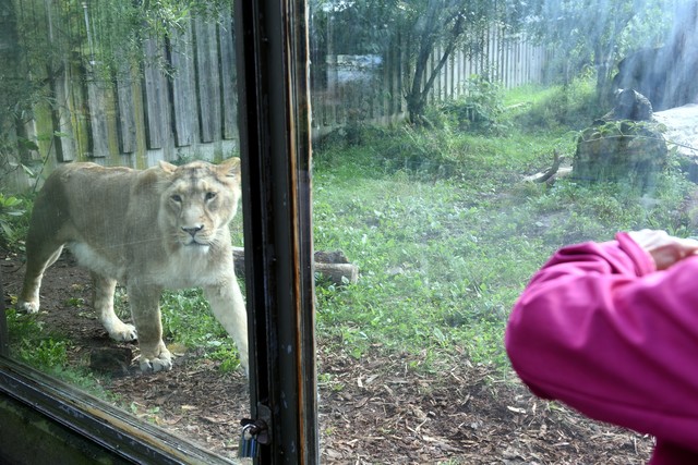 Plexiglas trennt die Löwin von den Besuchern