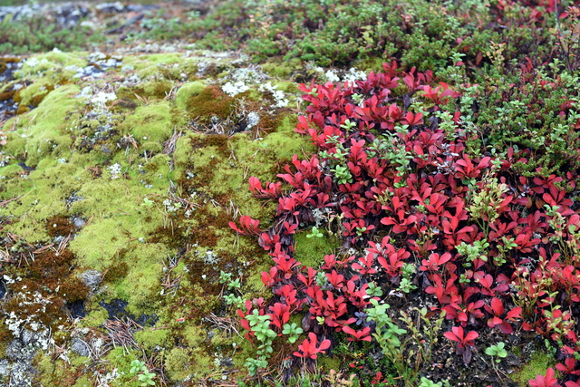 Alpen-Bärentrauben mit roten Blättern im Herbst