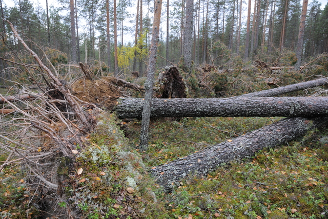 Sturmholz im Wald des Nationalparks