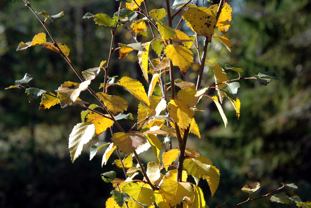 Herbstlich gefärbte Blätter