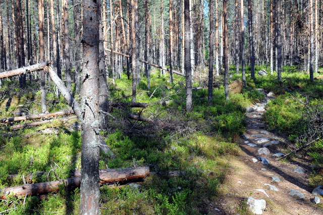 Steiniger Wanderweg durch den Urwald